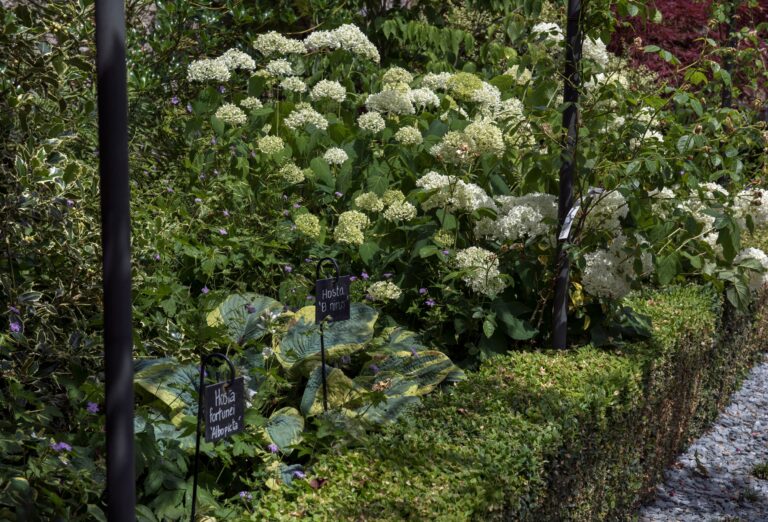 Jardin avec des fleurs blanches : Hosia fortunei albopicta et Hosta el nino